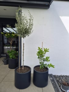 Pień drzewa oliwnego Olive 80–100 cm wysokości, najwyższa jakość, Olea Europaea Zdjęcie produktu od klienta nr 9