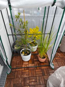GOPLUS Gewächshaus Balkon, Foliengewächshaus Winterfest mit PE-Folie, Tomatenhaus, Gartengewächshaus für Blumen & Pflanzen Kunden-Foto 1