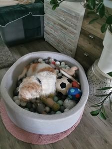 Petsona Bällebad Bällepool Für Hunde 70X30cm/150 Bälle Rund Katze Kaninchen Haustiere Hundepool Tiere Schaumstoff Pool Hellgrau: Blau/Gelb Kunden-Foto 1