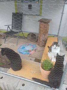 Wasserspielmatte für Katzen, Verdickte Haustier Wassermatte,  Haifischmuster, Durchmesser 100cm Kunden-Foto 1