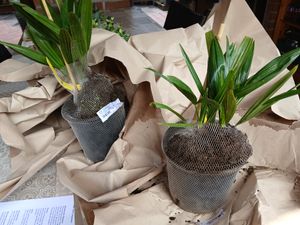 BALDUR-Garten 1x Winterharte Kübel-Palme, Pflanze im 13 cm-Topf, Chinesische Hanfpalme, Freilandpalme, Gartenpalme,Trachycarpus fortunei, frosthart und trockenresistent Kunden-Foto 3