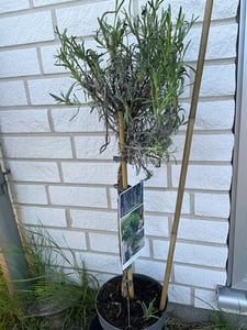 Lavandula angustifolia Hochstamm Lavendel winterhart 60-80 cm duftend lila Blüten im Topf für Garten Balkon und Terrasse Kunden-Foto 1