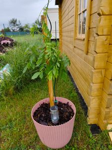 Wisteria sinensis Prolific 70-80 cm - Chinesischer Edelblauregen Prolific Kunden-Foto 2