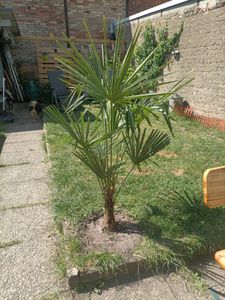 Trachycarpus fortunei Hanfpalme 140-160 cm Höhe Freilandzucht. Frosthart bis -18 Kunden-Foto 6