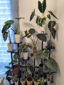 Tribesigns Pflanzenständer für den Innenbereich, mehrstöckig, 11 Topfpflanzenregale, Blumenständer, Pflanzgefäß-Organizer für Garten, rustikales Braun Kunden-Foto 3