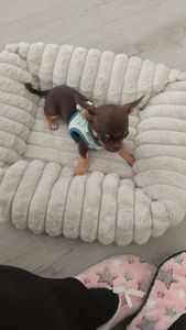 Hundebett Mary · Breitcord Optik · sand · S · ca. 51 x 46 x 15 cm Kunden-Foto 1
