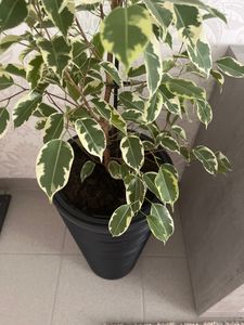 Hoher Blumentopf mit weißem Einsatz SAND SLIM DPSA400-S449 Kunden-Foto 5