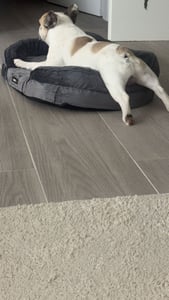 Feandrea Hundebett, Hundekissen,  wasserdichte Innenschicht, erhöhte Ränder, abnehmbarer Kunden-Foto 1