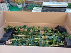10x Bluszcz Hedera Hibernica 100-140 cm - Zimozielone rośliny pnące na gęsty 3-metrowy żywopłot, szybko rosnące i odporne Zdjęcie produktu od klienta nr 7