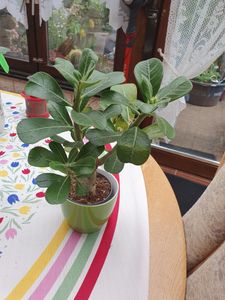 Adenium obesum Rosa- Wüstenrose - Topf 10,5cm - Höhe 25-40cm Zimmerpflanzen Kunden-Foto 1