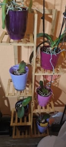WISFOR Estantería para plantas, estante para flores con 9 niveles, EXTRA GRANDE, estantería para plantas, escalera para flores, 123x89x19.5 cm Foto del cliente 4