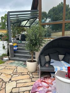 Olivenbaum Olive "Angebot" 150 - 180 cm, beste Qualität, winterhart, Olea Europaea Kunden-Foto 49