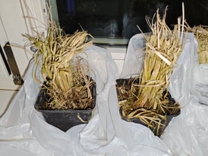 Amerikanisches Pampasgras 1 Stück  P9 20-50 cm Cortaderia selloana Rosea Kunden-Foto 2