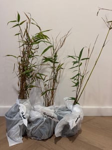 Fargesia robusta 'Campbell' doniczka C1-1 litr - Wysoki bambus żywopłotowy - Bambus Zebra Zdjęcie produktu od klienta nr 1