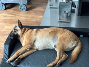 Coussin pour chien Lit pour chien Panier pour chien Canapé orthopédique pour animal de compagnie Chiens Lavable - Medico Lux 120 x 80 x 19 cm [Taille : XXL] - Marron avec Beige Photo du client 2