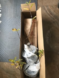 Sibirische Blaubeere Zojka ca. 60 cm – Honigbeere Lonicera caerulea – winterharte Beerenpflanze, süß-aromatische Früchte, robuster Beerenstrauch Kunden-Foto 2