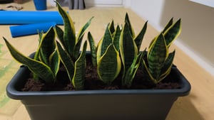 Bloomique - 2er Set - Sansevieria Superba - Bogenhanf - Sukkulenten - Zimmerpflanzen - Sehr Pflegeleicht - Höhe 20-30 cm - Topf 9 cm Kunden-Foto 1