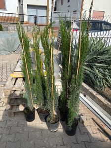 6x Mittelmeerzypresse 160 cm Säulen Toskana Zypressen Zypresse Cupressus Semper. Kunden-Foto 3