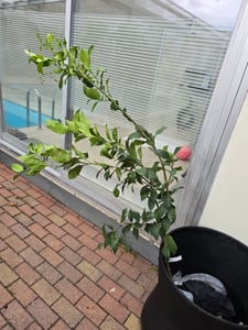 Albero di limone Citrus limon 'Eureka' 120–160 cm – Albero da frutto mediterraneo sempreverde per balconi, terrazze e giardini Foto del cliente 3