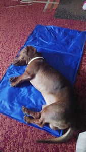 KRUMAD tappetino refrigerante per cani 90x50 cm - tappetino in gel auto-raffreddante senza elettricità, pieghevole, atossico, impermeabile, per l'estate e i viaggi Foto del cliente 1
