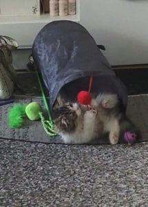 Relaxdays Katzentunnel faltbar, BxD: ca. 50x25 cm, Katzenröhre mit Spielzeug & Tasche, interaktiver Spieltunnel, grau Kunden-Foto 1