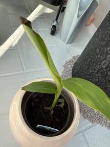 BALDUR Garten 1x Winterharte Banane 'grün', Pflanze im 12 cm-Topf, Faserbanane Bananenbaum Musa basjoo Bananenpflanze, mehrjährige winterharte Staude, Bananen-Früchte essbar Kunden-Foto 6