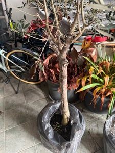 Olivenbaum Olive "Angebot" 150 - 180 cm, beste Qualität, winterhart, Olea Europaea Kunden-Foto 62