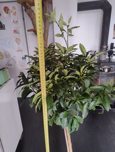 Kumquat s plody 130-160 cm Fortunella margarita Citrus Citrus citrusová rostlina Fotografie od zákazníka č. 1
