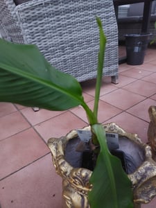 Green boutiQ - Obstpflanze - Musa Basjoo - Bananenbaum - Winterhart - Grün - 2 Pflanzen - Topf 15cm - Höhe 50cm Kunden-Foto 2