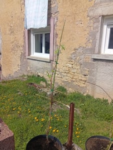 Großfrüchtiger Holunder Korsor - Sambucus nigra 'Korsor' ca. 60 cm Kunden-Foto 2