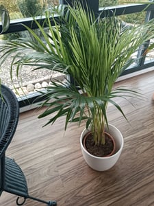 Goldfruchtpalme 130-150 cm + Übertopf Ingmar Arecapalme  Chrysalidocarpus lutescens Tropische Palme - Luftreinigend - Frisch aus der Gärtnerei Kunden-Foto 11