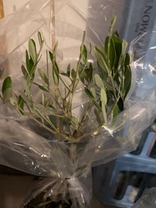 Olivenbaum - Olea europaea - Höhe 90-100cm - ⌀21cm Kunden-Foto 1