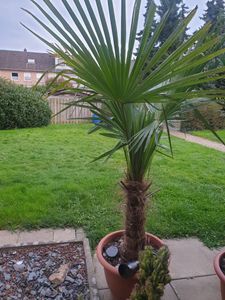 XXL Palme Stammhöhe 40-50 cm winterhart 160-180 cm Trachycarpus fortunei, Hanfpalme, Kunden-Foto 42