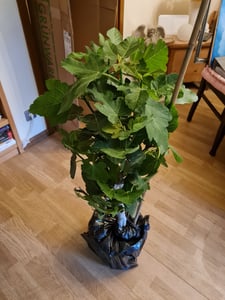 Feigenbaum - hell UND dunkel - in 1 Topf, Obstbaum, winterhart, Ficus Carica, Feige Kunden-Foto 1