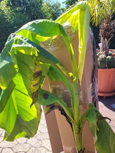 Musa Basjoo winterharte Banane 100-140 cm  winterfest  schnell wachsend  exotische Gartenpflanze  robuste Bananenpflanze Kunden-Foto 5