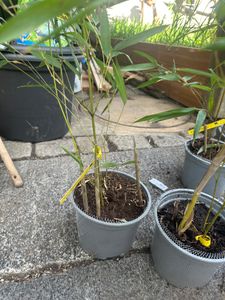 BALDUR Garten 1x Magnolie Genie® winterhart, Pflanze im 2 Liter-Topf, winterhart, Tulpenmagnolie, Magnolienbaum, für Standort in der Sonne geeignet, blühend, Magnolia soulangiana Kunden-Foto 3