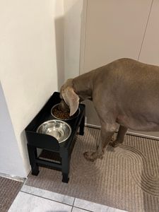 Feandrea Hundenapf erhöht, Futternapf mit Gestell, Fressnäpfe, höhenverstellbar und neigbar, Futterstation, 3 Näpfe mitgeliefert Kunden-Foto 4