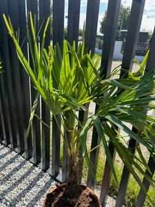 Bloomique - Trachycarpus Fortunei - Palmier éventail chinois - Palmier rustique - Plante de jardin - Hauteur 120-150 cm - Pot 30 cm Photo du client 2