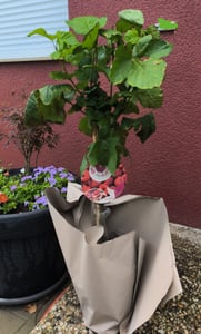 BALDUR Garten 1x Himbeer-Baum Raspbeary® , Pflanze im 4,6 Liter-Topf, Lieferung mit Stamm & Krone, winterhart, mehrjährig, pflegeleicht, Rubus idaeus, Himbeere, essbare Früchte, Obst-Rarität Kunden-Foto 1
