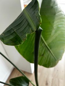 [Palmenlager] XL Strelitzia nicolai - Paradiesvogelblume - 140 cm - 3er Tuff / Baumstrelitzia / mediterrane Pflanze Kunden-Foto 7