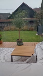 Olivenbaum Olive "Angebot" 150 - 180 cm, beste Qualität, winterhart, Olea Europaea Kunden-Foto 44