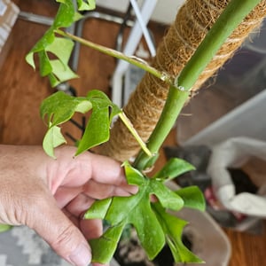 Rhaphidophora Tetrasperma Variegata, 60–80 cm – Pestrá miniatúrna Monstera Ginny, izbová rastlina s pestrými listami, popínavá rastlina Fotografia od zákazníka č. 4