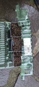BALDUR Garten 3x Scharlachroter Feld-Thymian, Pflanzen im 9x9 cm-Topf, 4-5 Pflanzen pro Quadratmeter, Thymus coccineus, winterharte Staude, Bodendecker, trockenresistent, mehrjährig Kunden-Foto 1