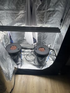 SucceBuy DWC Sistema di coltivazione idroponica, Setup idroponico avanzato, 5 galloni, 4 secchi, sistema DWC con pompa d'aria, pietre e indicatore del livello dell'acqua per ortaggi a foglia Foto del cliente 2