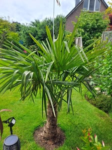 3 Stück XXL Palme winterhart 200-220 cm Trachycarpus fortunei, Hanfpalme, Kunden-Foto 4