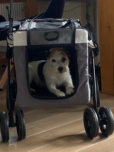 PawHut 2 in 1 Hundewagen Hundebuggy klappbar für Hunde & Katzen bis 10 kg Kunden-Foto 1