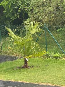 XXL Palme Stammhöhe 40-50 cm winterhart 160-180 cm Trachycarpus fortunei, Hanfpalme, Kunden-Foto 31