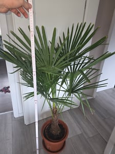 Trachycarpus fortunei Hanfpalme 140-160 cm Höhe Freilandzucht. Frosthart bis -18 Kunden-Foto 10