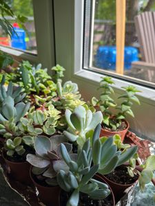 20 sukulentów w doniczce 5,5 cm, 5 odmian 8-15 cm - Sukulenty LE Zdjęcie produktu od klienta nr 2