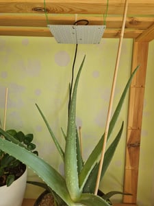 81 LED rastlinné osvetlenie pre izbové rastliny 81 LED červené a modré LED panely s plným spektrom, závesné rastlinné osvetlenie pre sadeničky, kvety a skleníky Fotografia od zákazníka č. 1
